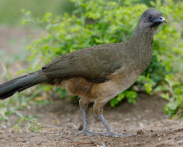 Saiba Tudo Sobre o Aracuã-de-asas-azuis