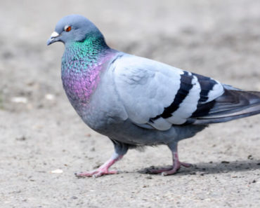 Saiba Tudo Sobre o Pombo-doméstico