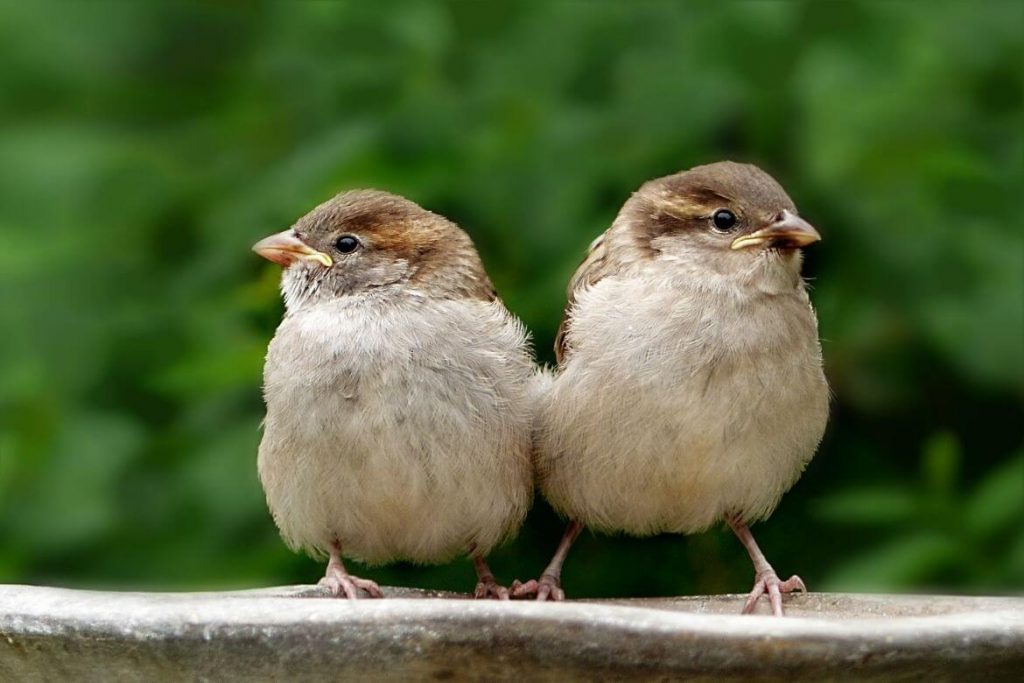 Parasitas em aves: estes são os mais comuns!