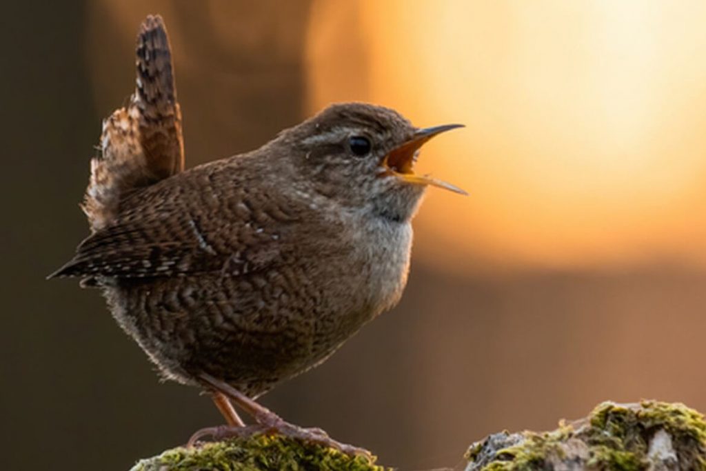 Por que os pássaros cantam