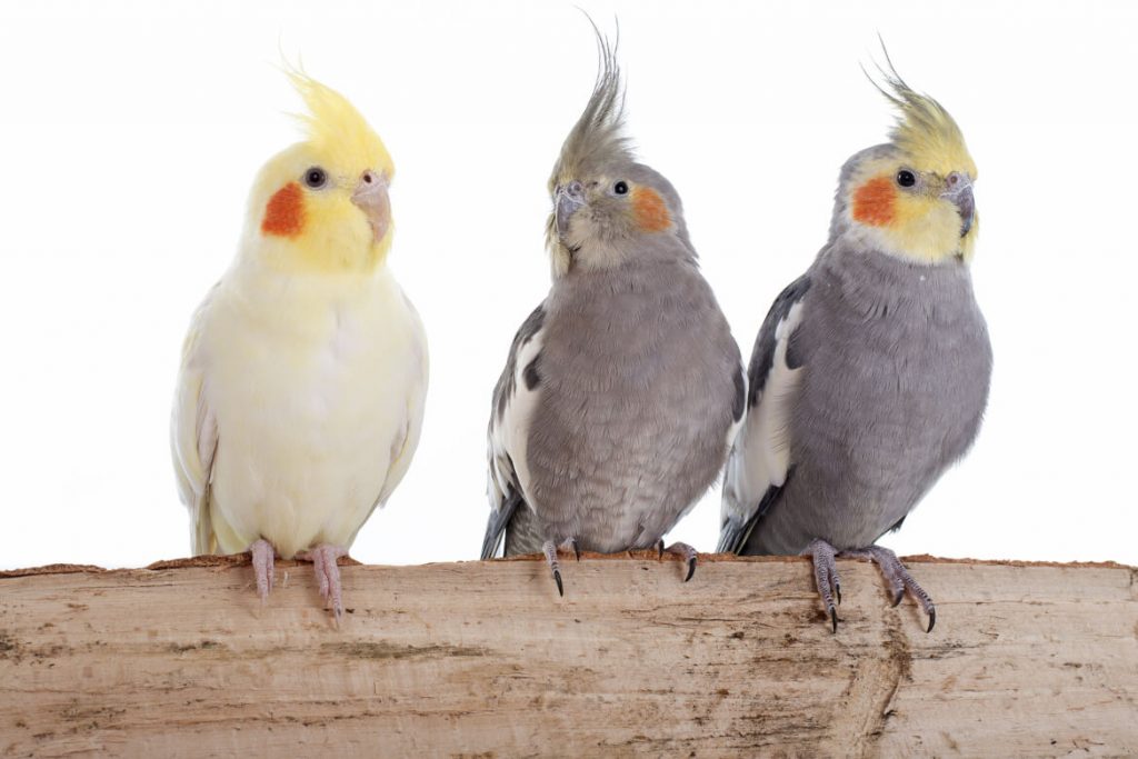 Cinco dicas que você precisa saber antes de ter um pássaro de estimação
